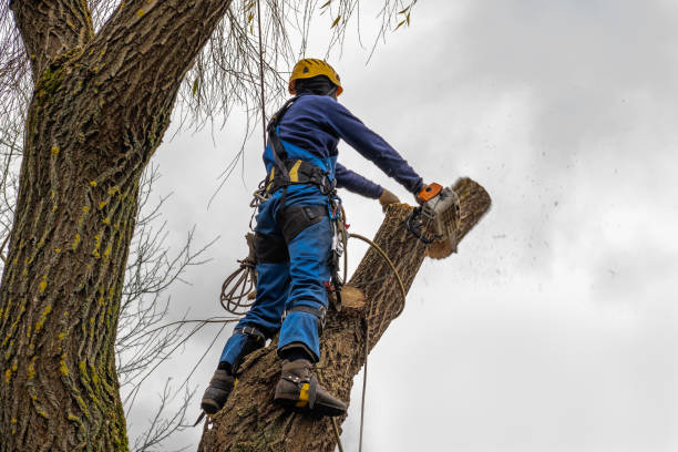 Why Choose Our Tree Removal Services in Watford City, ND?